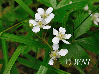 Northern Dewberry (Rubus flagellaris)